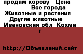 продам корову › Цена ­ 70 000 - Все города Животные и растения » Другие животные   . Ивановская обл.,Кохма г.